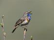 Bluethroat, Male Singing, Switzerland by Rolf Nussbaumer Limited Edition Print