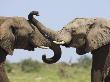 African Elephant, Bulls Sparring With Trunks, Etosha National Park, Namibia by Tony Heald Limited Edition Print