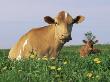 Guernsey Cows, At Rest In Field, Illinois, Usa by Lynn M. Stone Limited Edition Print
