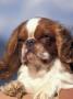 King Charles Cavalier Spaniel Adult Portrait by Adriano Bacchella Limited Edition Print