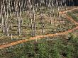 Deer Fence Protects Tree Plantation, Red Tape Reduces Grouse Collision, Highlands Scotland by Pete Cairns Limited Edition Print