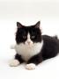 Domestic Cat, 6-Month Black-And-White Semi-Longhaired Female by Jane Burton Limited Edition Print