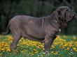 Black Neopolitan Mastiff Standing In Show Stack / Pose In Field by Adriano Bacchella Limited Edition Print