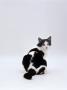 Domestic Cat, Black-And-White Female Rear View Looking Back by Jane Burton Limited Edition Print