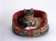 Domestic Cat, Two Kittens In Oval Bed by Jane Burton Limited Edition Print