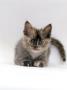 Domestic Cat, 8-Week Tortoiseshell Ragdoll-Turkish-Van-Cross Kitten by Jane Burton Limited Edition Pricing Art Print