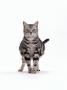 Domestic Cat, Pregnant Silver Tabby British Shorthair Female by Jane Burton Limited Edition Print