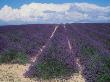 Lavender Field In Flower, Provence, France (Lavendula Angustifolia) by Reinhard Limited Edition Print
