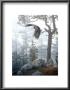 Shrouded Forest by Daniel Smith Limited Edition Print