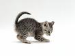 Domestic Cat, Playful 7-Week Silver Spotted Kitten by Jane Burton Limited Edition Print