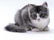 Domestic Cat, 5-Month Silver Bicolour Chinchilla-Cross by Jane Burton Limited Edition Print