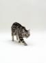 Domestic Cat, British Shorthair Silver Tabby, Stalking by Jane Burton Limited Edition Print