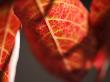 Crimson Leaf by Nicole Katano Limited Edition Print