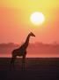 Giraffe Silhouette At Sunset, (Giraffa Camelopardalis) Etosha National Park, Namibia by Tony Heald Limited Edition Print
