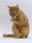 Domestic Cat, Ginger Tabby Female Sitting Licking Front Paw by Jane Burton Limited Edition Print