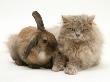 Fluffy Grey Cat Cuddled Up With Dwarf Lionhead Rabbit by Jane Burton Limited Edition Print