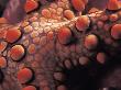 Detail Of Starfish Skin (Nardoa Sp) Indo-Pacific by Jurgen Freund Limited Edition Print