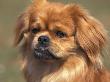 Tibetan Spaniel Portrait by Adriano Bacchella Limited Edition Print