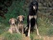 Saluki Sitting Up With Two Puppies by Adriano Bacchella Limited Edition Print