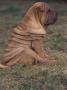 Shar Pei Puppy Sitting On Grass, Showing Skin Wrinkling On Back by Adriano Bacchella Limited Edition Print