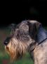 Miniature Schnauzer Profile by Adriano Bacchella Limited Edition Print