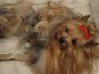 Yorkshire Terrier Lying On Its Back With Hair Tied Up And Very Long Hair by Adriano Bacchella Limited Edition Print