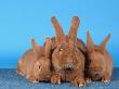 Domestic Rabbit With Young by Petra Wegner Limited Edition Print