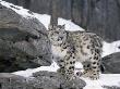 Juvenile Snow Leopard by Lynn M. Stone Limited Edition Pricing Art Print