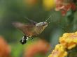 Hummingbird Hawk-Moth Adult In Flight Drinking Nectar From Lantana Flower, Switzerland by Rolf Nussbaumer Limited Edition Print