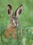 European Brown Hare Juvenile In Field, Lake Neusiedl, Austria by Rolf Nussbaumer Limited Edition Print
