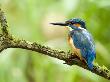 Common Kingfisher Perched On Mossy Branch, Hertfordshire, England, Uk by Andy Sands Limited Edition Print