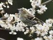 Female Siskin Amongst Blackthorn Blossom, Hertfordshire, England, Uk by Andy Sands Limited Edition Print