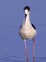 Black-Winged Stilt Adult Wading, Lake Neusiedl, Austria by Rolf Nussbaumer Limited Edition Pricing Art Print