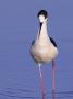 Black-Winged Stilt Adult Wading, Lake Neusiedl, Austria by Rolf Nussbaumer Limited Edition Print