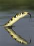 Checkered Garter Snake Adult Swimming, Rio Grande Valley, Texas, Usa by Rolf Nussbaumer Limited Edition Print