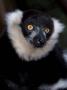 Black And White Ruffed Lemur. Shaldon Zoo, Uk by Tony Heald Limited Edition Print