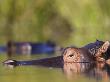 Hippopotamus Submerged In Water, Moremi Wildlife Reserve, Botswana by Tony Heald Limited Edition Print