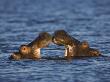 Two Hippopotamus Play Fighting, Chobe National Park, Botswana by Tony Heald Limited Edition Pricing Art Print