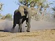 African Elephant Charging, Chobe National Park, Botswana by Tony Heald Limited Edition Print