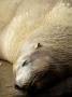 Steller Sealion Sunbathing, Johnstone Strait, Vancouver Island, British Columbia, Canada by Eric Baccega Limited Edition Print