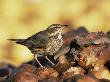 Redwing Feeding On Rotting Apples, Uk by Andy Sands Limited Edition Print