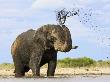 African Elephant Spraying Mud Over Its Body, Etosha Np, Namibia by Tony Heald Limited Edition Pricing Art Print