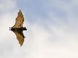 Straw-Coloured Fruit Bat Flying, Kasanka National Park, Zambia, Africa by Mark Carwardine Limited Edition Print