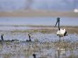 Black Necked Stork Male Mobbing Cormorants, Keoladeo Ghana Np, Bharatpur, Rajasthan, India by Jean-Pierre Zwaenepoel Limited Edition Print