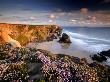 Bedruthan Steps On Cornish Coast, With Flowering Thrift, Cornwall, Uk by Ross Hoddinott Limited Edition Print
