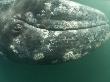Grey Whale Calf Upside Down, San Ignacio Lagoon, Baja California, Mexico by Mark Carwardine Limited Edition Print