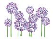 Purple Allium by Avalisa Limited Edition Pricing Art Print