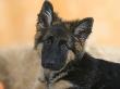 Domestic Dog, German Shepherd Alsatian Juvenile. 5 Months Old by Petra Wegner Limited Edition Print