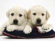 Two Yellow Goldidor Retriever Pups Lying On A Slipper by Jane Burton Limited Edition Pricing Art Print