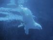 Polar Bear Female In Water, St Felicien Zoo, Quebec, Canada by Eric Baccega Limited Edition Print